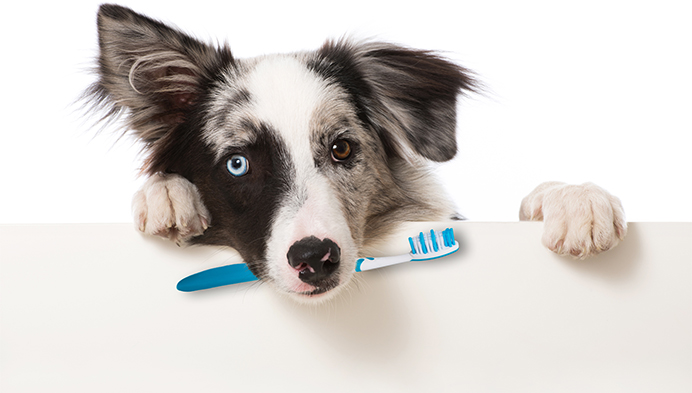 Dog holding tooth brush