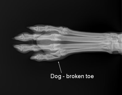 Body Xrays | Knapp Veterinary Hospital | Columbus Ohio / Body Xrays (2