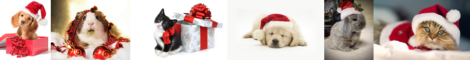 Holiday pets