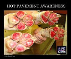 Heat damage to paws