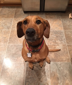Ziva