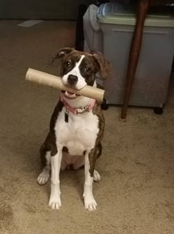 Xena