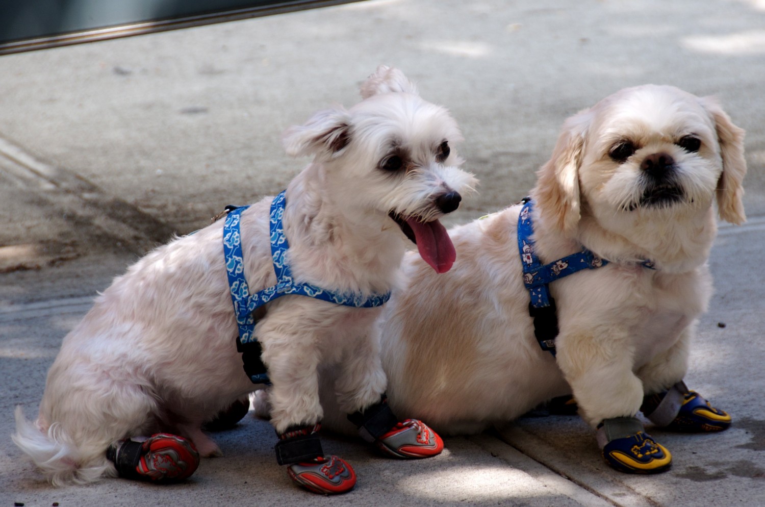 Booties for your dog