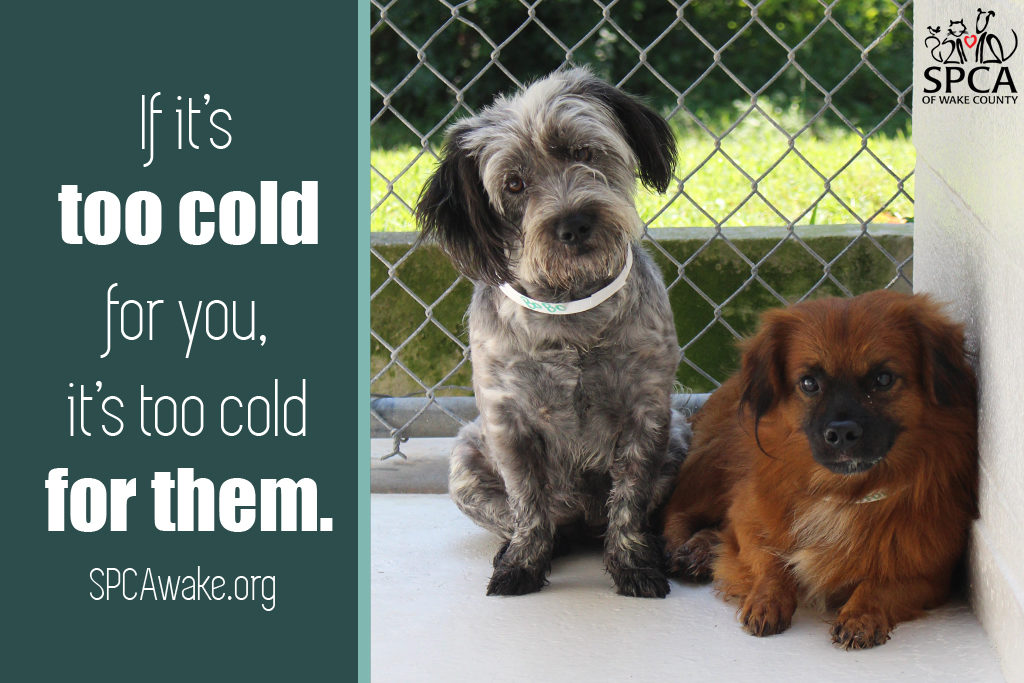 If it's too cold for you, it's too cold for them!