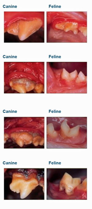 Stages of Periodontal Disease Stages of Periodontal Disease