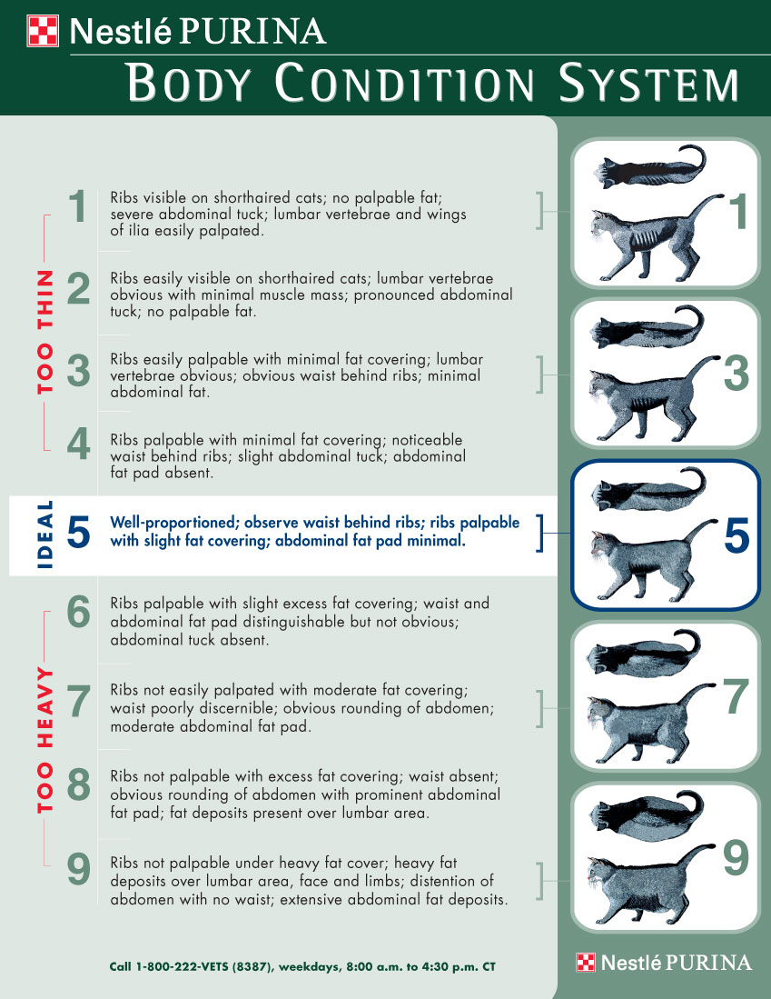 Feline Body Condition Scale Feline Body Condition Scale