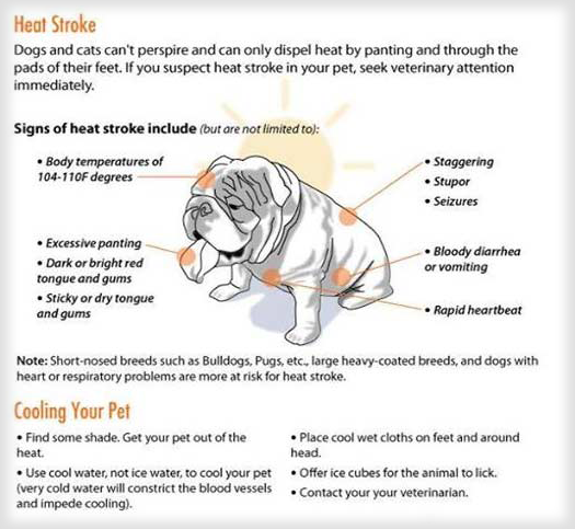 Heat Stroke Signs