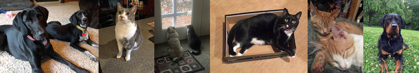 Pet Collage