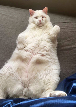 Overweight cat Overweight cat