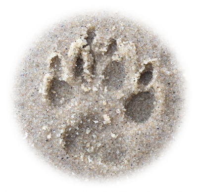 Paw print in the sand