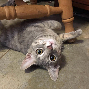 Cat under a chair