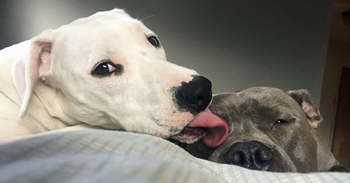 Pig and Mowgli