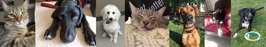 Pet Collage