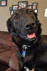 Dog