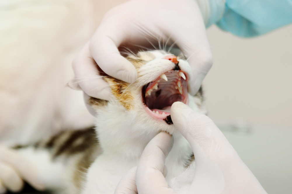 Cat Oral Health